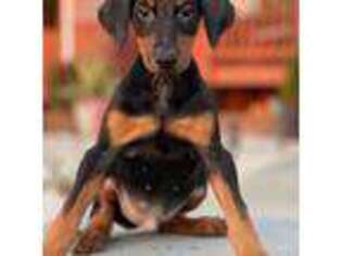 Doberman Pinscher Puppy for sale in Alexandria, VA, USA