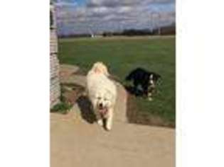 Great Pyrenees Puppy for sale in Hope, IN, USA