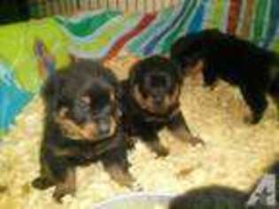 Rottweiler Puppy for sale in COLUMBUS, OH, USA
