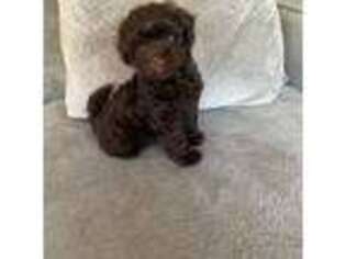 Havanese Puppy for sale in Vancouver, WA, USA