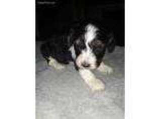 Cavapoo Puppy for sale in Stover, MO, USA