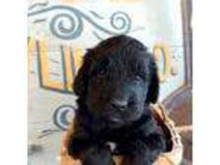 Newfoundland Puppy for sale in Greeneville, TN, USA