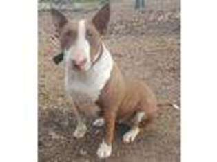 Bull Terrier Puppy for sale in Birmingham, AL, USA