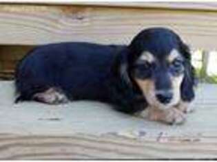 Dachshund Puppy for sale in Austinville, VA, USA