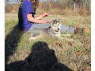 Siberian Husky Puppy for sale in Bourbon, MO, USA