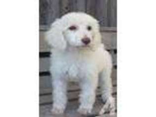Mutt Puppy for sale in BENTLEY, KS, USA