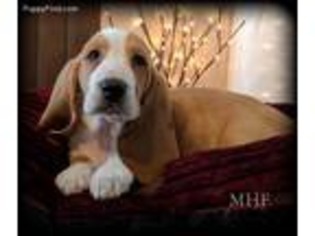 Basset Hound Puppy for sale in Cherokee, NC, USA
