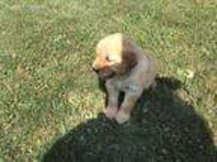 Golden Retriever Puppy for sale in Garrettsville, OH, USA