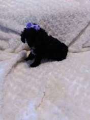 Mutt Puppy for sale in LA FAYETTE, GA, USA