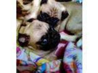 Pug Puppy for sale in Windsor, MO, USA