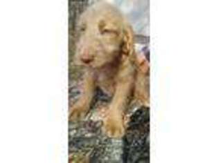 Labradoodle Puppy for sale in Claremont, NC, USA