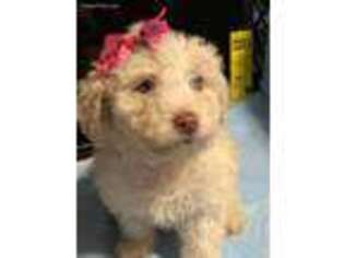 Mutt Puppy for sale in Livingston, CA, USA