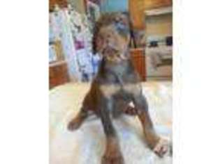Doberman Pinscher Puppy for sale in ALGONQUIN, IL, USA