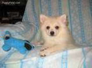 Pomeranian Puppy for sale in Silver Springs, FL, USA