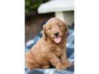Goldendoodle Puppy for sale in East Earl, PA, USA