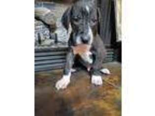 Great Dane Puppy for sale in Lyerly, GA, USA