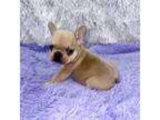 French Bulldog Puppy for sale in Sandy Hook, KY, USA