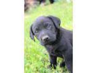 Labrador Retriever Puppy for sale in Kansas City, MO, USA