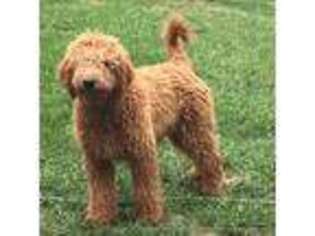 Goldendoodle Puppy for sale in Zanesville, OH, USA