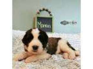 Saint Berdoodle Puppy for sale in Athens, AL, USA