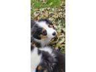 Australian Shepherd Puppy for sale in Campbell Hall, NY, USA
