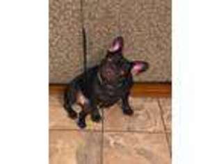French Bulldog Puppy for sale in Westport, MA, USA