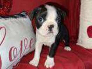 Boston Terrier Puppy for sale in Richlands, NC, USA