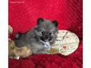 Pomeranian Puppy for sale in Altoona, IA, USA