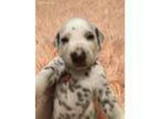 Dalmatian Puppy for sale in Valley Grove, WV, USA