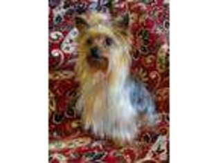 Yorkshire Terrier Puppy for sale in COLTON, CA, USA