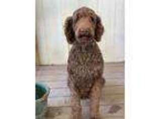 Airedale Terrier Puppy for sale in Benton, IL, USA