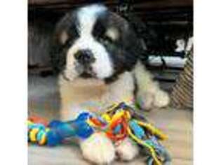 Saint Bernard Puppy for sale in Round Rock, TX, USA