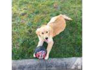 Golden Retriever Puppy for sale in NEWBERG, OR, USA