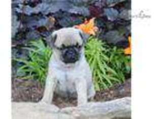 Pug Puppy for sale in Harrisburg, PA, USA