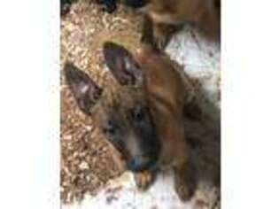 Belgian Malinois Puppy for sale in Normalville, PA, USA