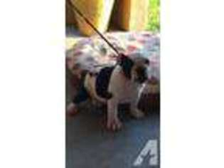 Bulldog Puppy for sale in FRESNO, CA, USA