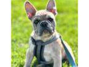 French Bulldog Puppy for sale in The Dalles, OR, USA