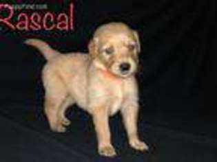 Golden Retriever Puppy for sale in Port Orchard, WA, USA