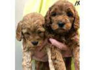 Goldendoodle Puppy for sale in Russiaville, IN, USA
