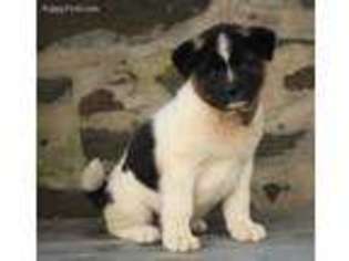 Akita Puppy for sale in Bernville, PA, USA