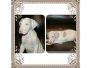 Great Dane Puppy for sale in Chauncey, GA, USA