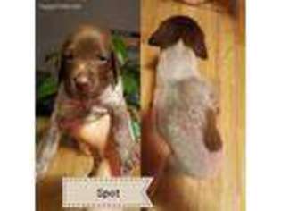 German Shorthaired Pointer Puppy for sale in Elkhart, IN, USA