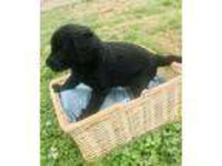Labradoodle Puppy for sale in Picayune, MS, USA