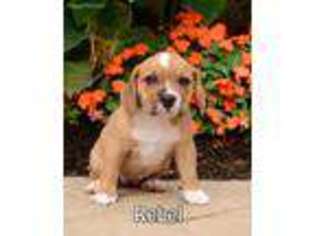 Beabull Puppy for sale in Millersburg, OH, USA