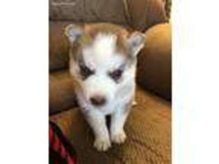 Siberian Husky Puppy for sale in Ava, IL, USA