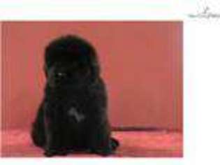 Newfoundland Puppy for sale in Louisville, KY, USA