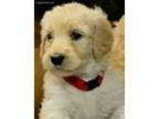 Labradoodle Puppy for sale in Elkhart, IN, USA