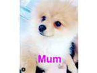 Pomeranian Puppy for sale in Bawtry, South Yorkshire (England), United Kingdom
