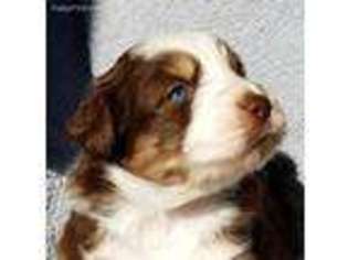 Miniature Australian Shepherd Puppy for sale in Hatley, WI, USA