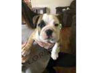 Bulldog Puppy for sale in Calhoun, GA, USA